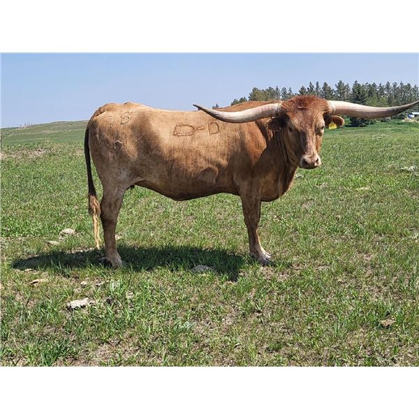 SCRATCHED - Sweetly Dried