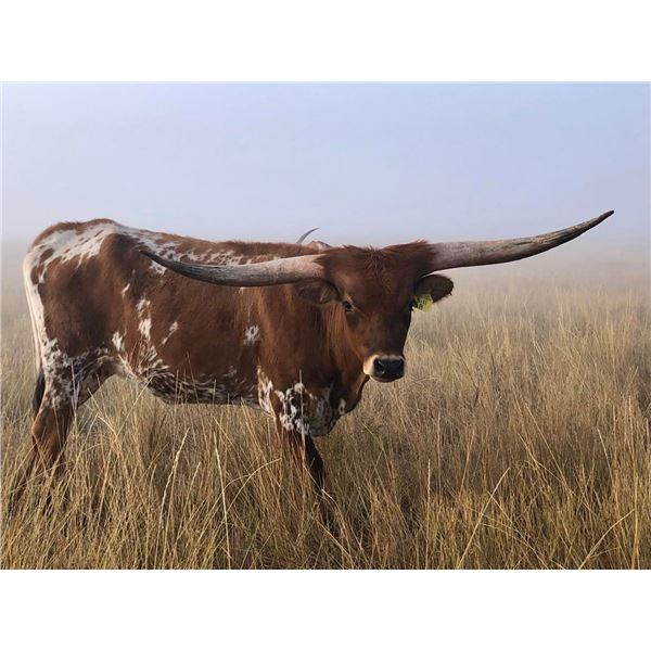 LJL Lipstick and Lace