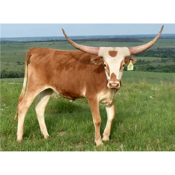 ROYAL RESPECTED MERMAID