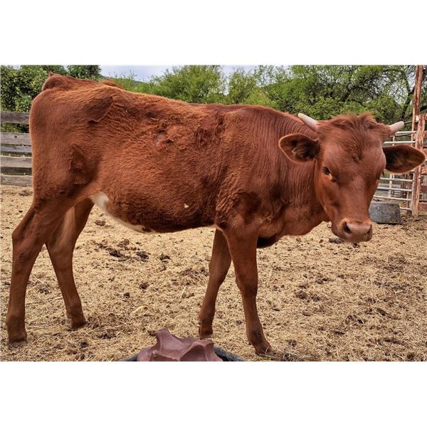 RSR Tabasco Over Top