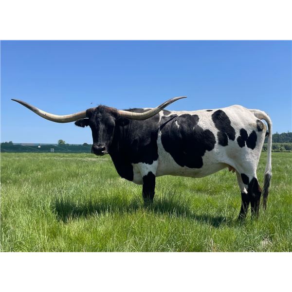 MISS WIND RUNNER CRL