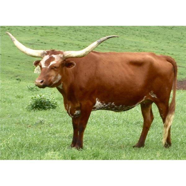 GLR TSUNAMI'S SASSY GAL