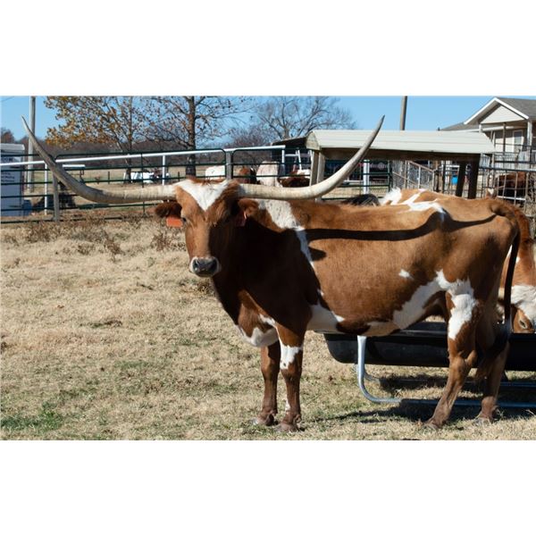 SHAMROCK ETERNAL FAITH 60