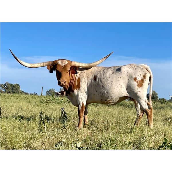 KDK DUTY'S DONATELLO