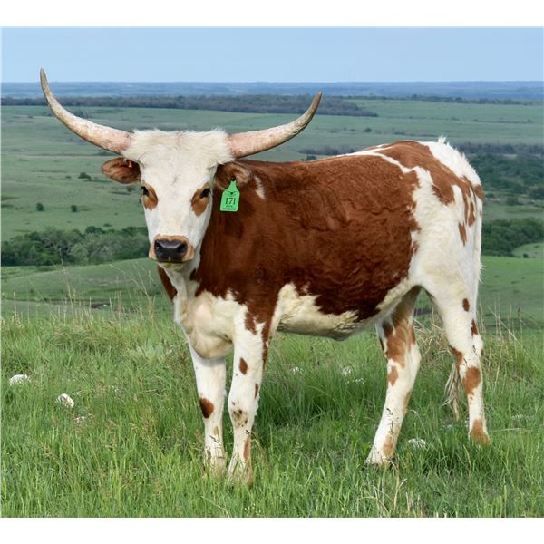 GLR ROYAL GORGEOUS GAL