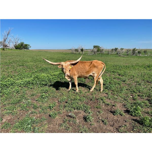 LJL Santa Fe Gambler