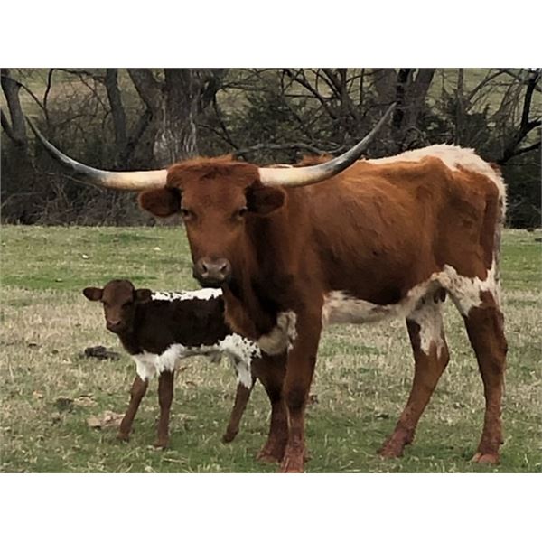 SH ARIANA'S SONG 11/20