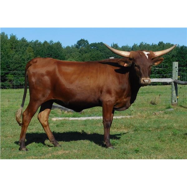 SCRATCH- 5D BONNIE'S STAR