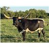 Image 1 : WCC BLACK SAPHIRE