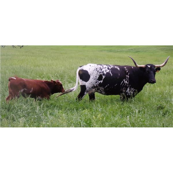 OBryans Classy Thrill