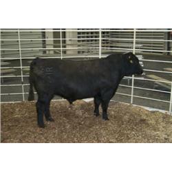 RATHBUN QUANTUM N517