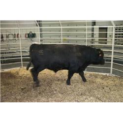 RATHBUN QUANTUM N537