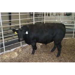 RATHBUN QUANTUM N641