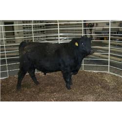 RATHBUN QUANTUM N666