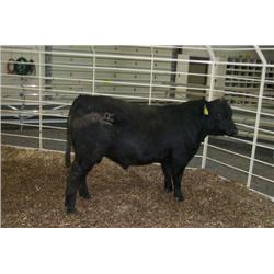 RATHBUN QUANTUM N677