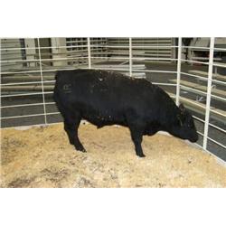 RATHBUN DATELINE N638