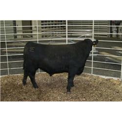 RATHBUN DATELINE N707