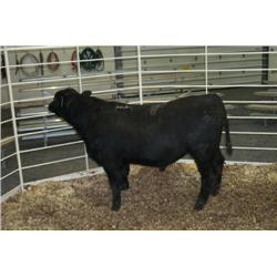 RATHBUN NEW DESIGN N954