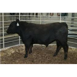 RATHBUN NEW DESIGN N955