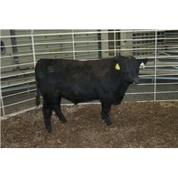 RATHBUN QUANTUM N511