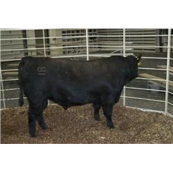 RATHBUN QUANTUM N552