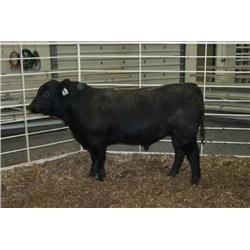 RATHBUN QUANTUM N632