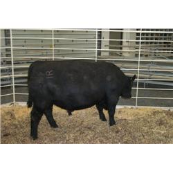 RATHBUN FREIGHTLINER N532