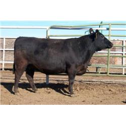 RATHBUN PRIMROSE M537