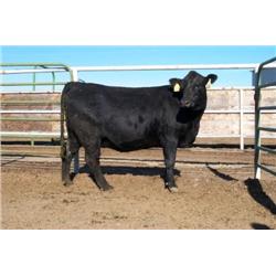 RATHBUN QUANTUM M541