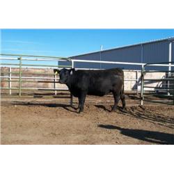 RATHBUN E161 PRIDE M551