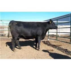 RATHBUN BANDITA L512