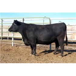 RATHBUN PRIMROSE K541