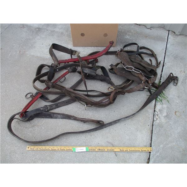 Hames and Harness --Single (Off-Site)