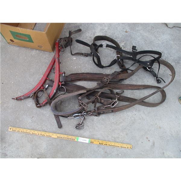 Hames and Harness --Single w/ Halter (Off-Site)