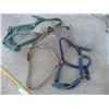 Image 3 : (3) Halters (Off-Site)