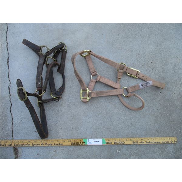 (2) Halters + (1) Leather (Off-Site)