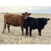 Image 2 : MRG Land & Cattle Ltd. - 740# Steer Calves - 52 Head (High River, AB)