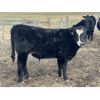 Image 5 : MRG Land & Cattle Ltd. - 740# Steer Calves - 52 Head (High River, AB)