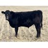 Image 6 : MRG Land & Cattle Ltd. - 740# Steer Calves - 52 Head (High River, AB)
