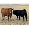 Image 7 : MRG Land & Cattle Ltd. - 740# Steer Calves - 52 Head (High River, AB)