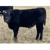 Image 8 : MRG Land & Cattle Ltd. - 740# Steer Calves - 52 Head (High River, AB)