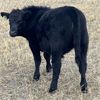 Image 9 : MRG Land & Cattle Ltd. - 740# Steer Calves - 52 Head (High River, AB)