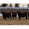 Image 2 : Grote Ranch - 625# Weaned Steers - 85 Head (Crestomere, AB)