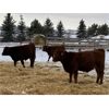 Image 3 : Grote Ranch - 625# Weaned Steers - 85 Head (Crestomere, AB)