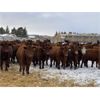 Image 4 : Grote Ranch - 625# Weaned Steers - 85 Head (Crestomere, AB)