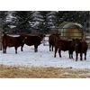 Image 6 : Grote Ranch - 625# Weaned Steers - 85 Head (Crestomere, AB)
