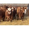 Image 2 : Stankievech Ranches - 580# Weaned Steers - 95 Head (Trochu, AB)