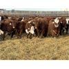 Image 3 : Stankievech Ranches - 580# Weaned Steers - 95 Head (Trochu, AB)