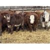 Image 5 : Stankievech Ranches - 580# Weaned Steers - 95 Head (Trochu, AB)