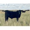 Image 2 : HLRC Ltd. - 610# Steer Calves - 100 Head (Halkirk, AB)
